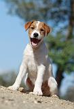 PARSON RUSSEL TERRIER 070